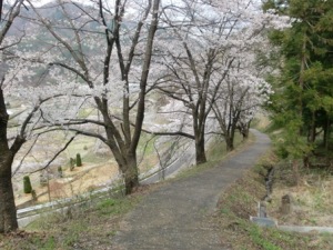 とある県道の桜2