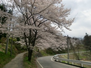 とある県道の桜3
