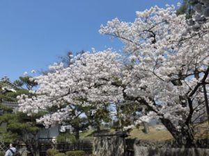 お城の桜3