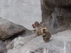 アルプス公園の猿