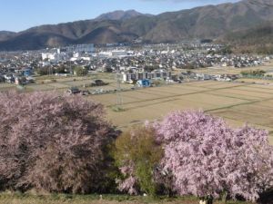 弘法山の桜2023_1