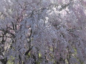 弘法山の桜2023_3