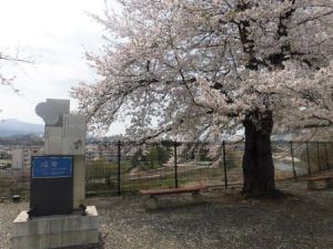 富岡製糸場の桜1