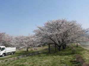 三角農村公園の桜2024_2