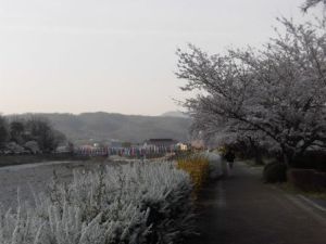緑の道の桜2024-1