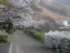 緑の道の桜2024-2