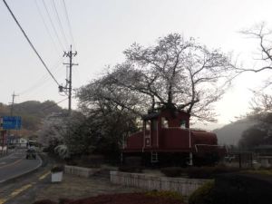 緑の道の桜2024-3