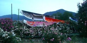 さかきばら祭りのバラ2025-4